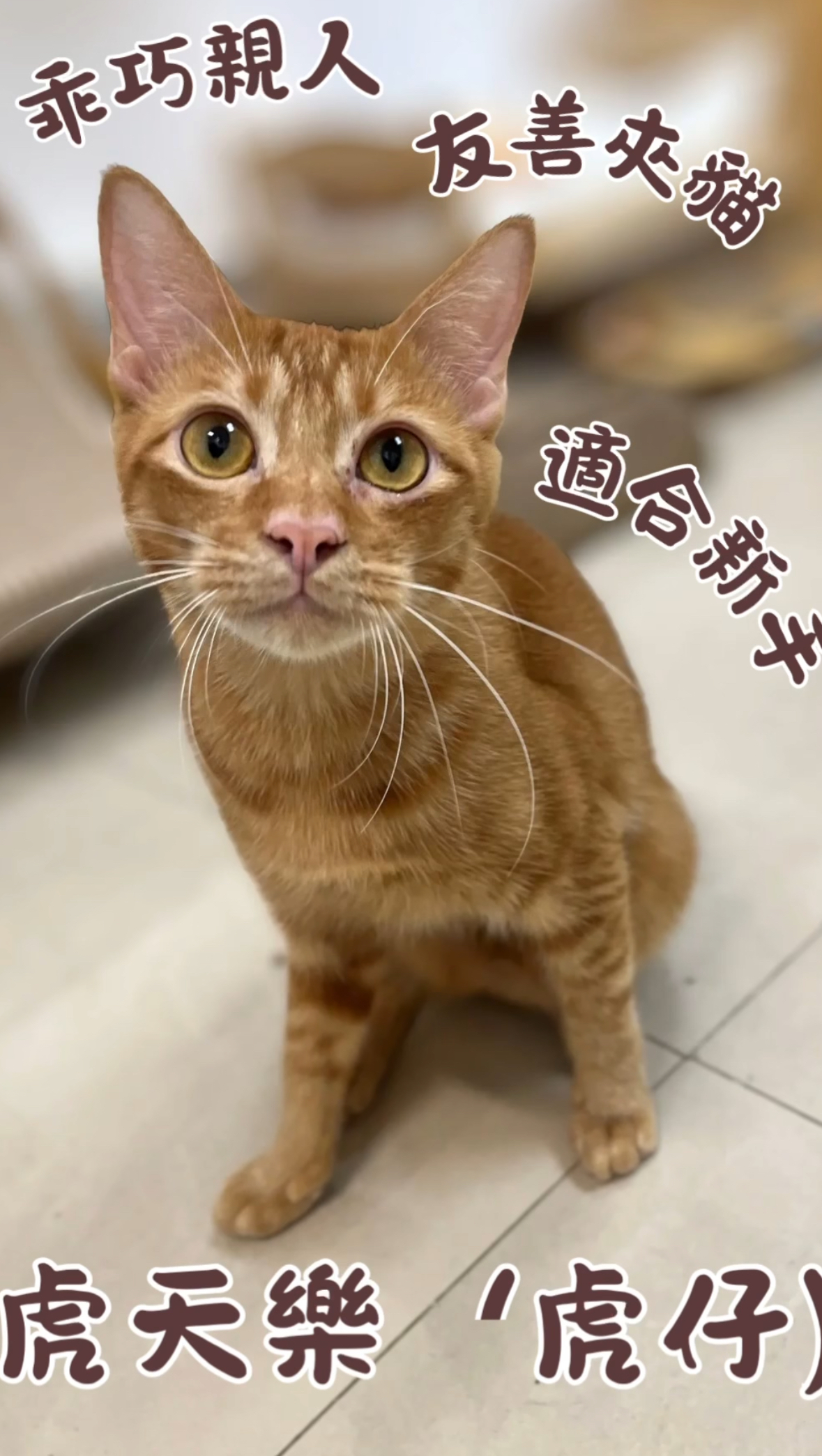 虎仔